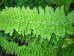 Polystichum setiferum 'Plumosodivisilobum Baldwinii' 